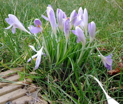 White crocuses in the garden White crocuses in the garden