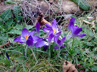 Purple crocuses in the garden Purple crocuses in the garden