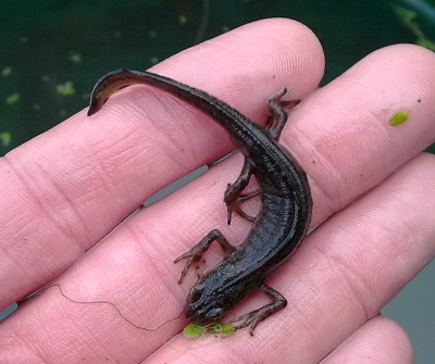 Smooth newt (Triturus vulgaris) Smooth newt (_Triturus vulgaris_)