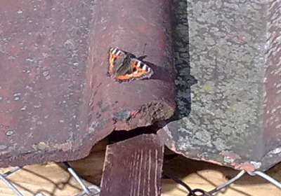 Small tortoiseshell butterfly Small tortoiseshell butterfly
