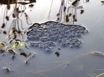Frog spawn Frog spawn