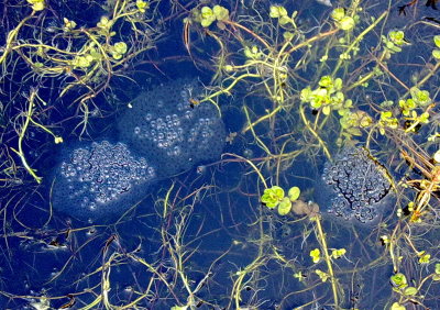 Three clumps of frog spawn Three clumps of frog spawn
